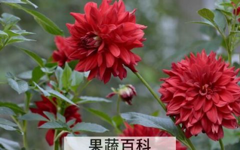 红薯花的功效与作用