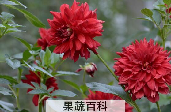 红薯花的功效与作用