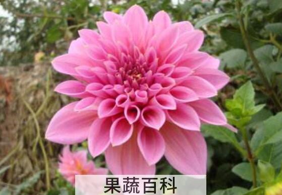红薯花的功效与作用