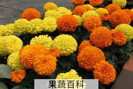 万寿菊的功效与作用及危害