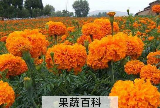 万寿菊的功效与作用及危害