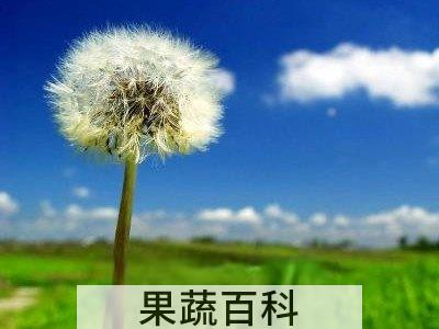 绯红蒲公英的功效与作用 绯红蒲公英的药用价值 