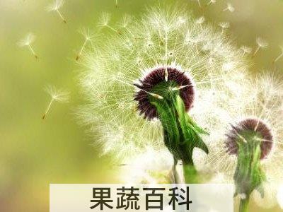 绯红蒲公英的功效与作用 绯红蒲公英的药用价值 