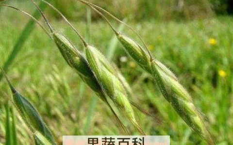 野燕麦的功效与作用