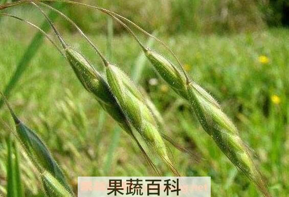 野燕麦的功效与作用