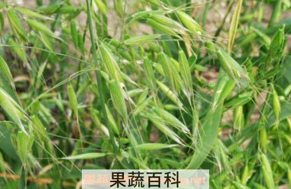 野燕麦的功效与作用