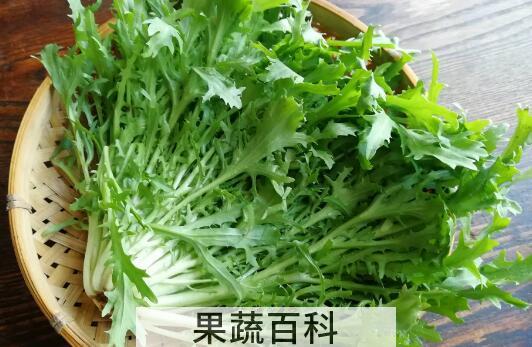 苦菊的功效与作用及禁忌
