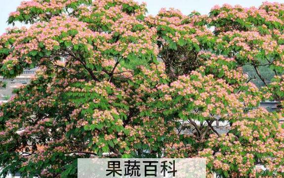 合欢花的功效与作用 合欢花泡水喝的害处