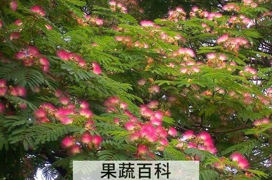 合欢花的功效与作用 合欢花泡水喝的害处