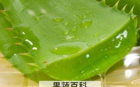 睡前涂芦荟胶过夜好吗 晚上芦荟胶的正确用法