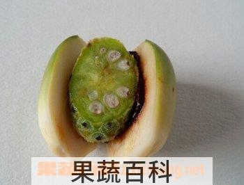 果蔬百科槟榔