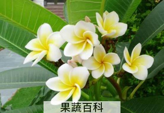 鸡蛋花的功效与作用 鸡蛋花的食用方法