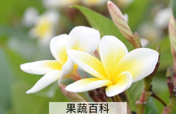 鸡蛋花的功效与作用 鸡蛋花的食用方法