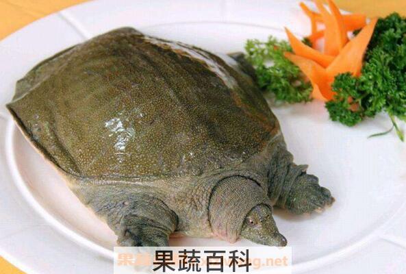 水鱼（甲鱼）的功效与作用