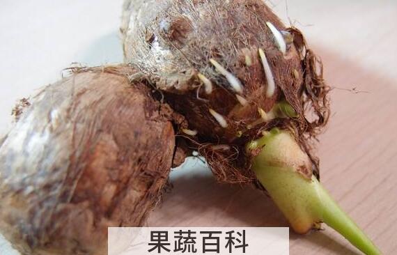  芋头发芽能吃吗 芋头发芽有毒吗