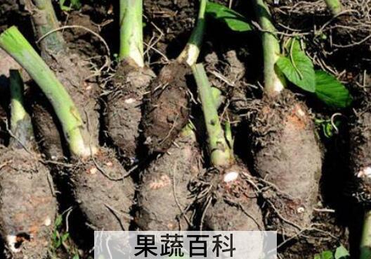  芋头发芽能吃吗 芋头发芽有毒吗