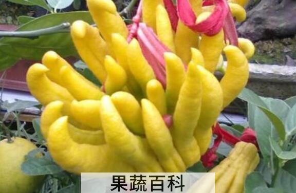 佛手花的功效与作用有哪些