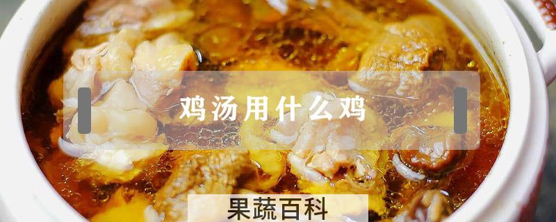 鸡汤用什么鸡