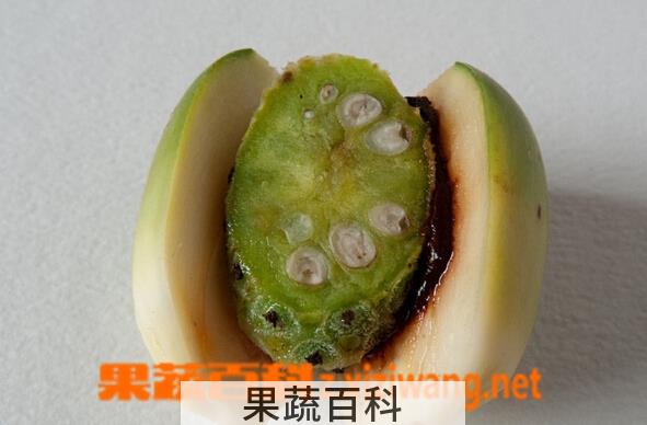 果蔬百科槟榔
