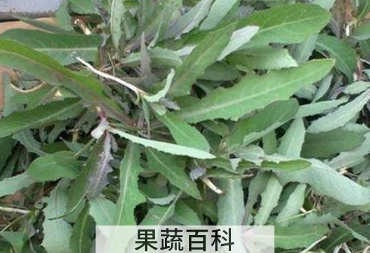曲麻菜的功效与作用及禁忌	