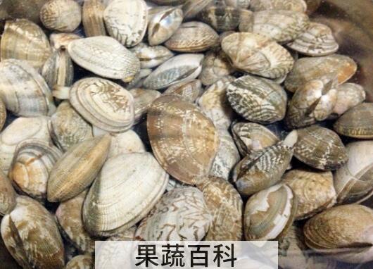 花蛤怎么洗才干净快速
