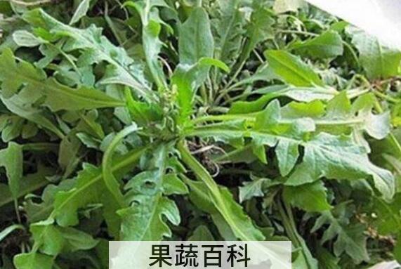 地菜煮水喝的功效与作用
