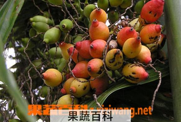 果蔬百科槟榔子