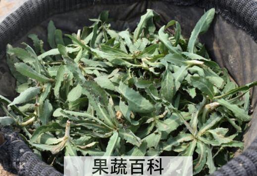 曲麻菜根泡水喝的功效与作用