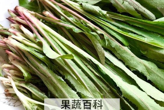 曲麻菜的副作用有哪些 曲麻菜哪些人不能吃