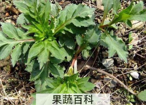 曲麻菜的副作用有哪些 曲麻菜哪些人不能吃