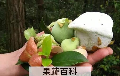 茶泡果的功效与作用 茶泡果是怎么形成的