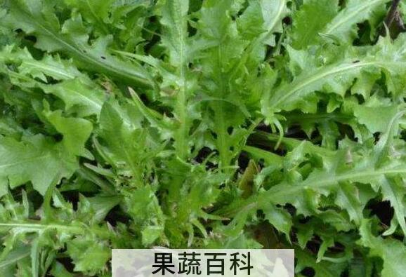 吃荠菜的禁忌额哪些 哪些人不能吃荠菜