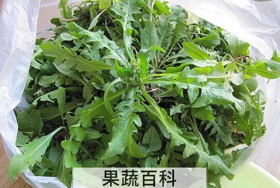 吃荠菜的禁忌额哪些 哪些人不能吃荠菜