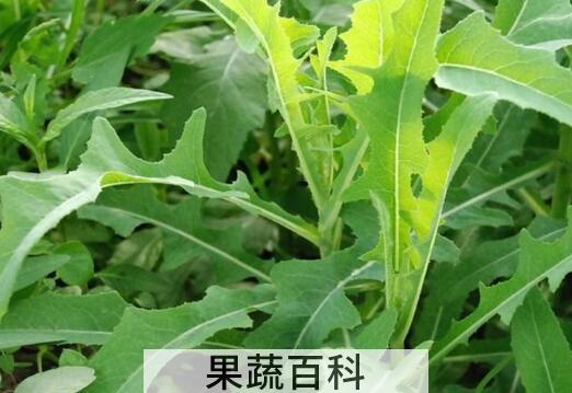 曲麻菜晒干泡水有什么功效