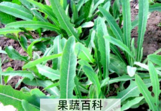 曲麻菜晒干泡水有什么功效