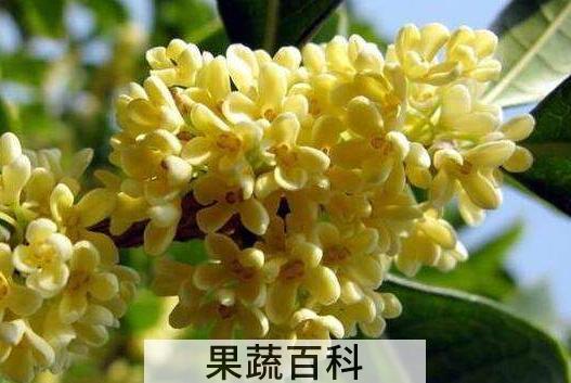 新鲜桂花怎么做干桂花