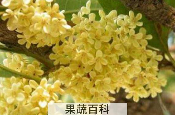新鲜桂花怎么做干桂花