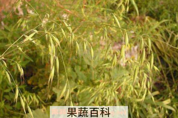 血钻野燕麦的功效与作用