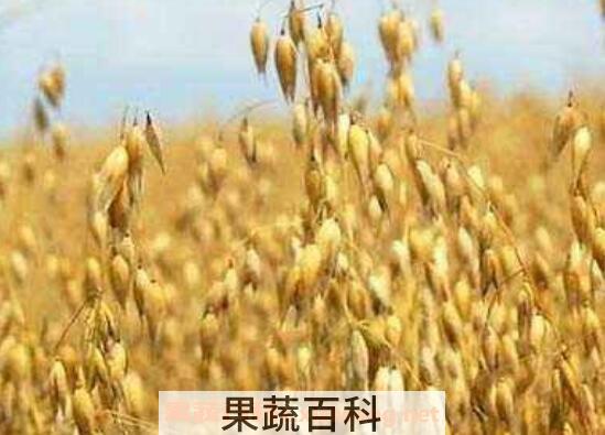 血燕麦的功效与作用