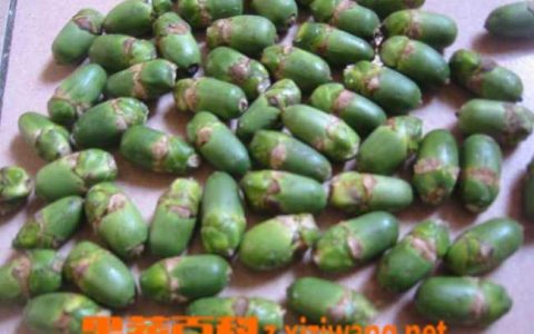 槟榔的功效与作用 槟榔有哪些药用功效