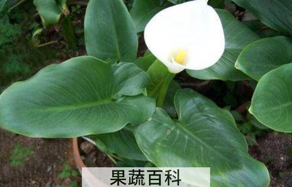 如何种植马蹄莲 马蹄莲种植方法和时间