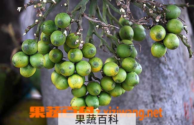 果蔬百科嚼槟榔的坏处有哪些
