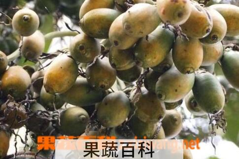 果蔬百科吃槟榔的好处与坏处