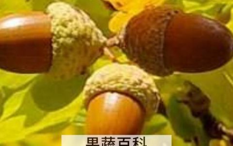 橡实的功效与作用 橡实怎么吃
