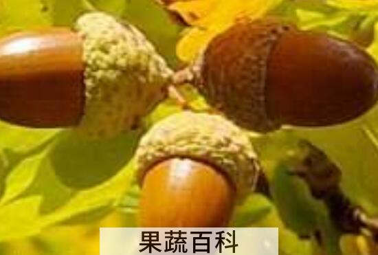 橡实的功效与作用 橡实怎么吃