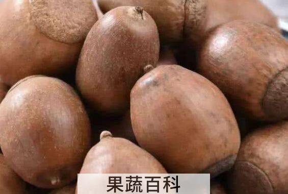 橡实的功效与作用 橡实怎么吃