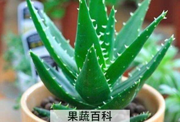 芦荟怎么养 芦荟的养殖方法教程