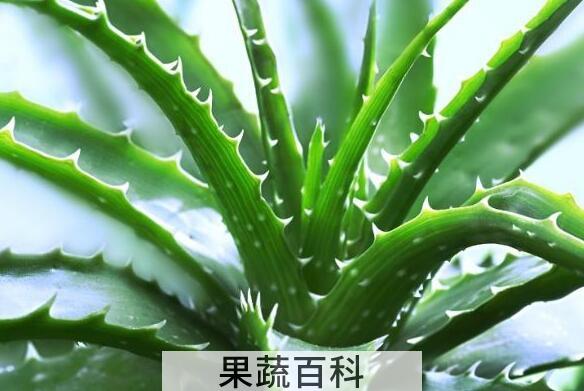 芦荟怎么养 芦荟的养殖方法教程