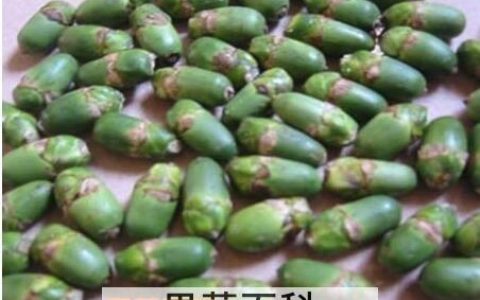 槟榔的危害 吃槟榔的害处有哪些