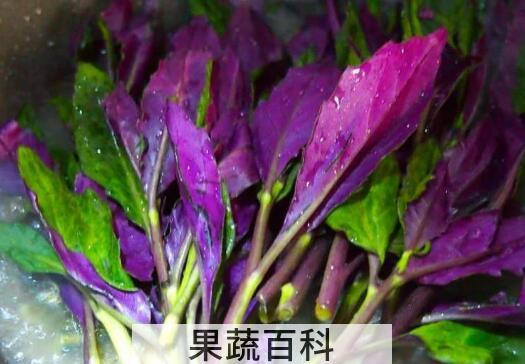紫色的野菜有哪些